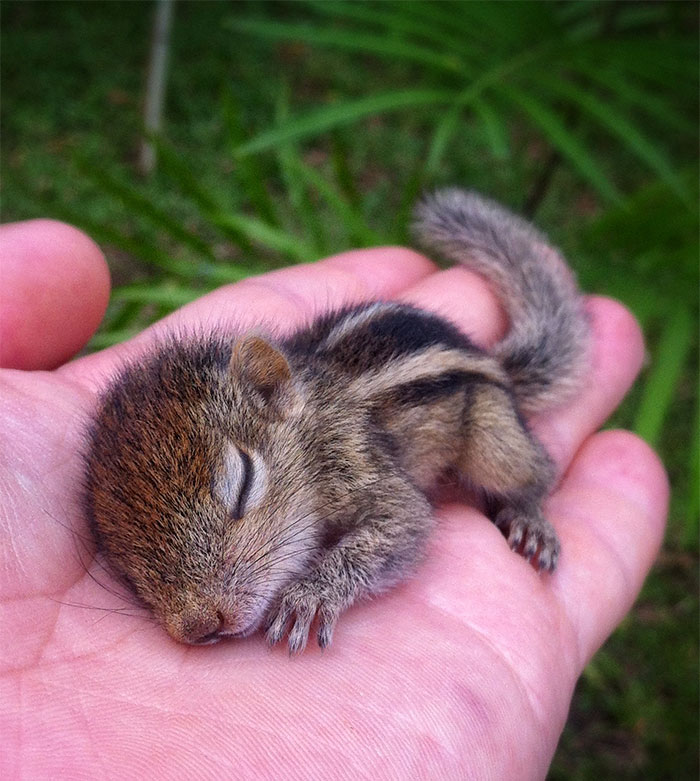 The Orphaned Baby Sri Lankan Palm Squirrel So Tiny In My Palm The Orphaned Baby Sri Lankan Palm Squirrel So Tiny In My Palm