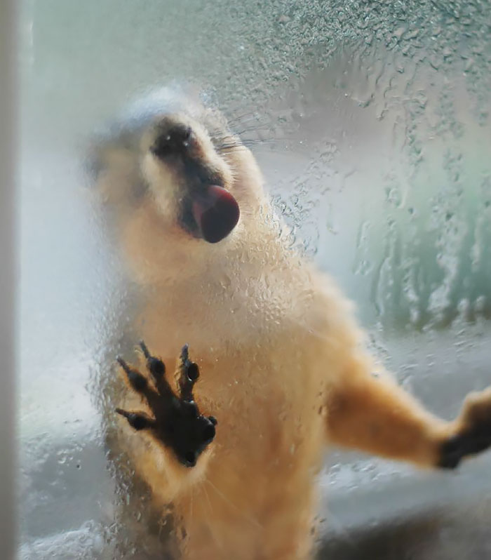 Having A Nice Drink Of Condensation From The Window Having A Nice Drink Of Condensation From The Window