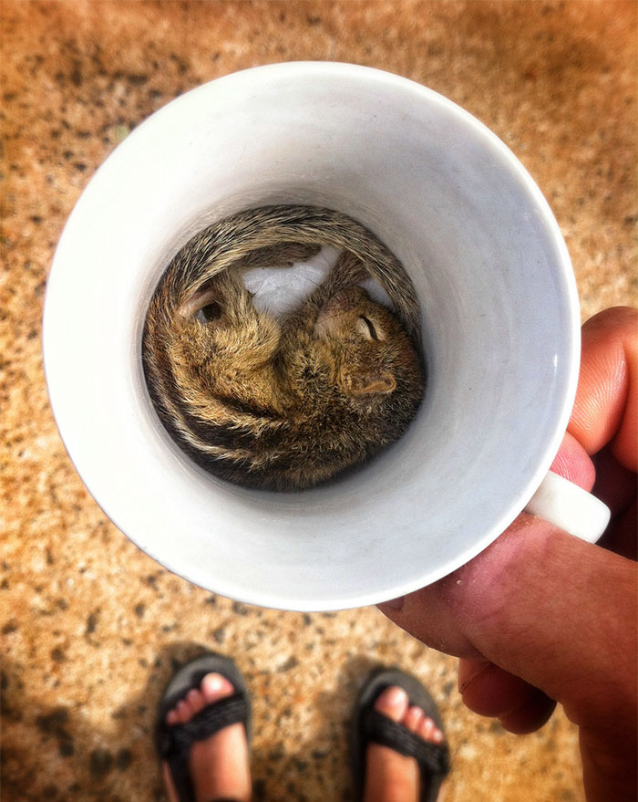 Rob The Baby Palm Squirrel Rob The Baby Palm Squirrel