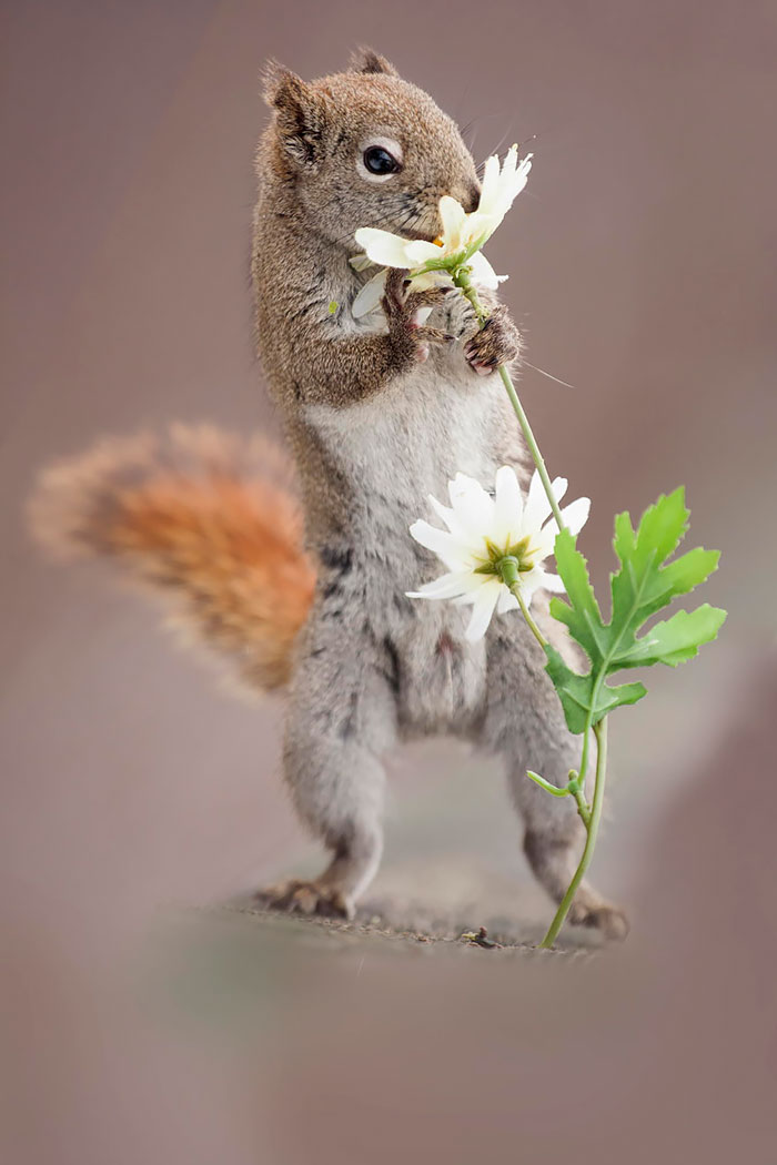 Squirrel And Flower Squirrel And Flower