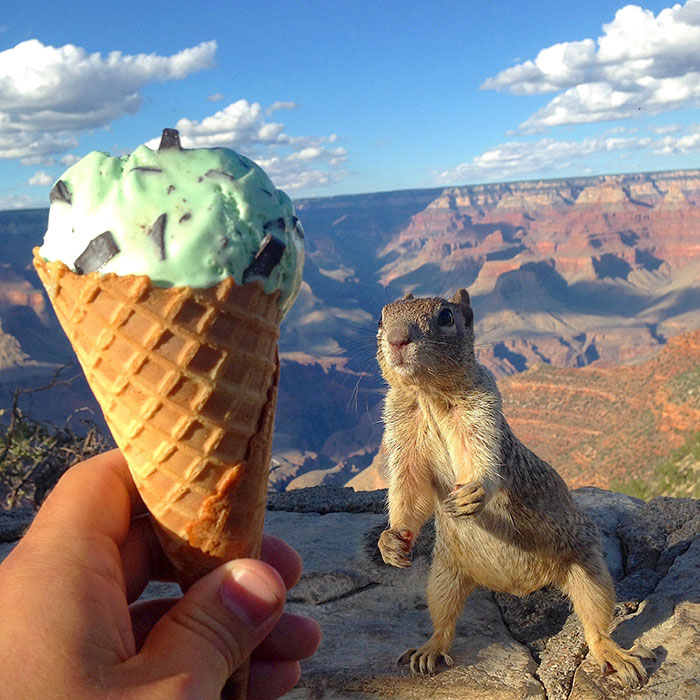 Squirrel Reaching For Mint Chocolate Chip Ice Cream Cone At Grand Canyon Squirrel Reaching For Mint Chocolate Chip Ice Cream Cone At Grand Canyon