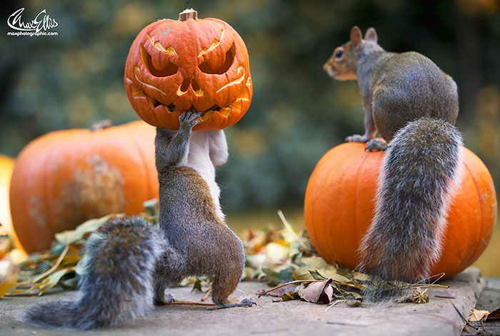 Squirrel Tries To Steal A Carved Pumpkin From Photographer’s Backyard Squirrel Tries To Steal A Carved Pumpkin From Photographer’s Backyard