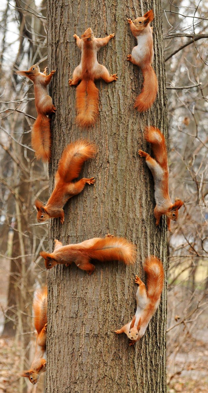 Squirrels Squirrels
