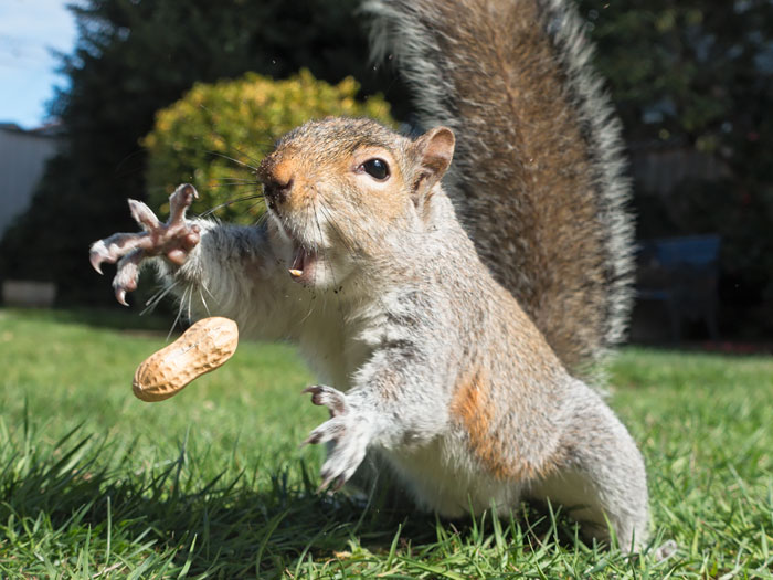 Squirrel Trying To Catch Peanut Squirrel Trying To Catch Peanut