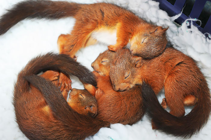 Sleeping Baby Squirrels Sleeping Baby Squirrels