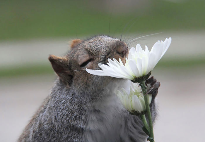 Squirrel Smelling Flowers Squirrel Smelling Flowers