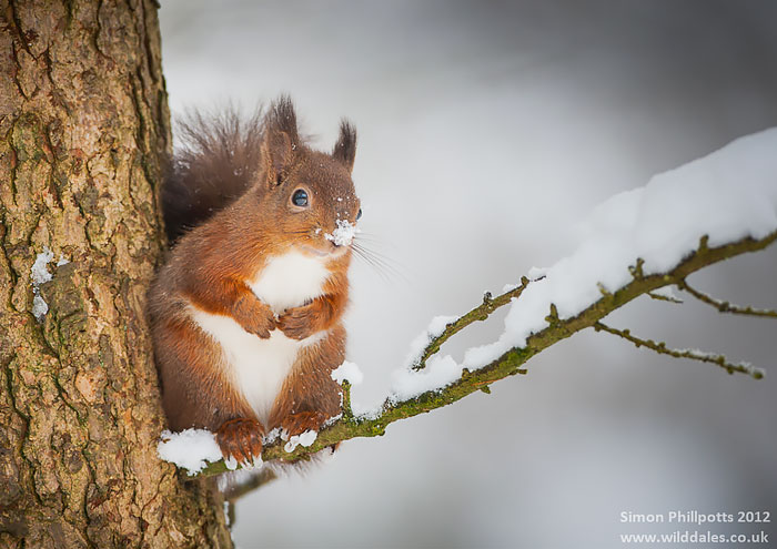 Snow Squirrel Snow Squirrel