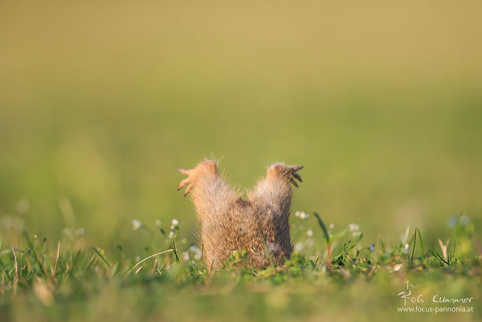 The Little Ground Squirrel Had Probably Eaten Too Much And Stayed In His Cave Entrance Stuck The Little Ground Squirrel Had Probably Eaten Too Much And Stayed In His Cave Entrance Stuck