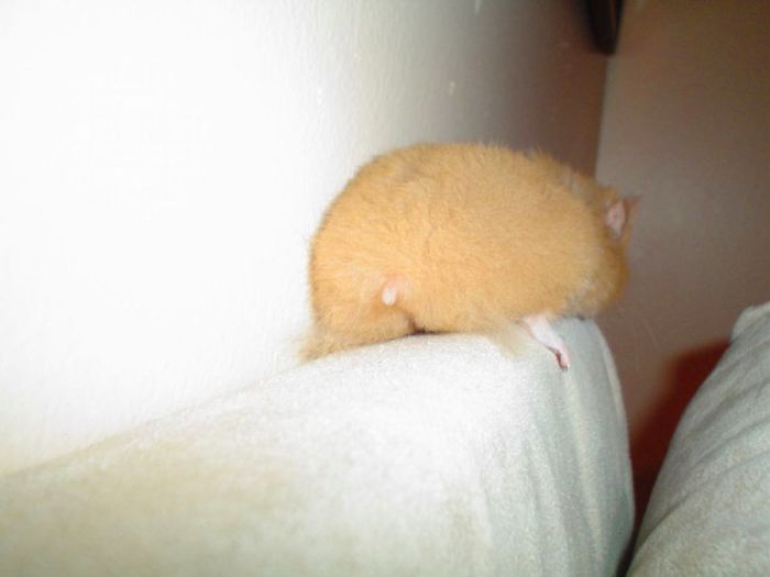 Cute-Hamster-Butts Cute-Hamster-Butts