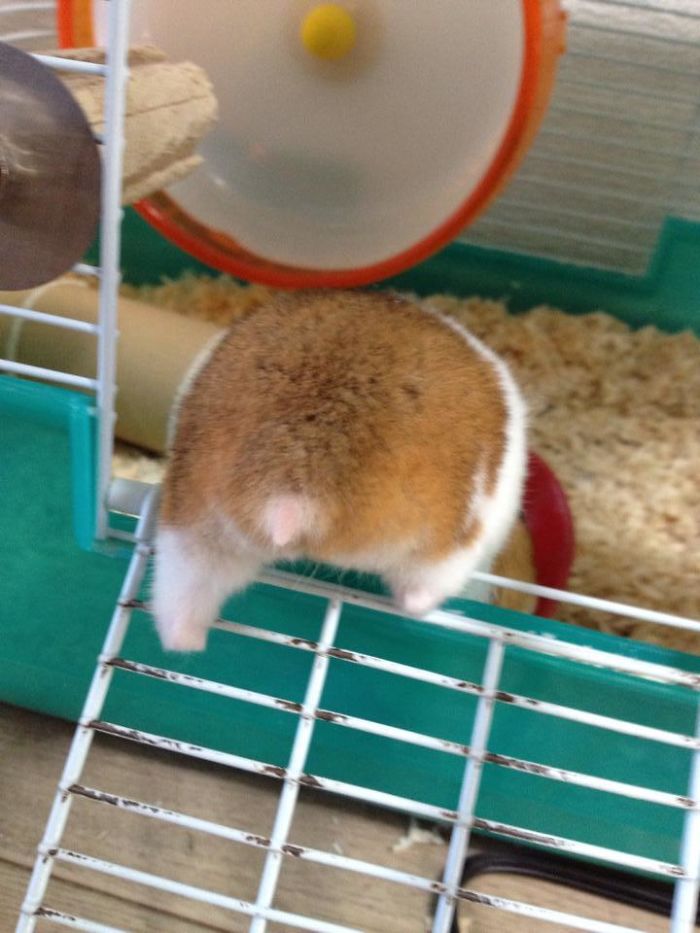 Cute-Hamster-Butts Cute-Hamster-Butts