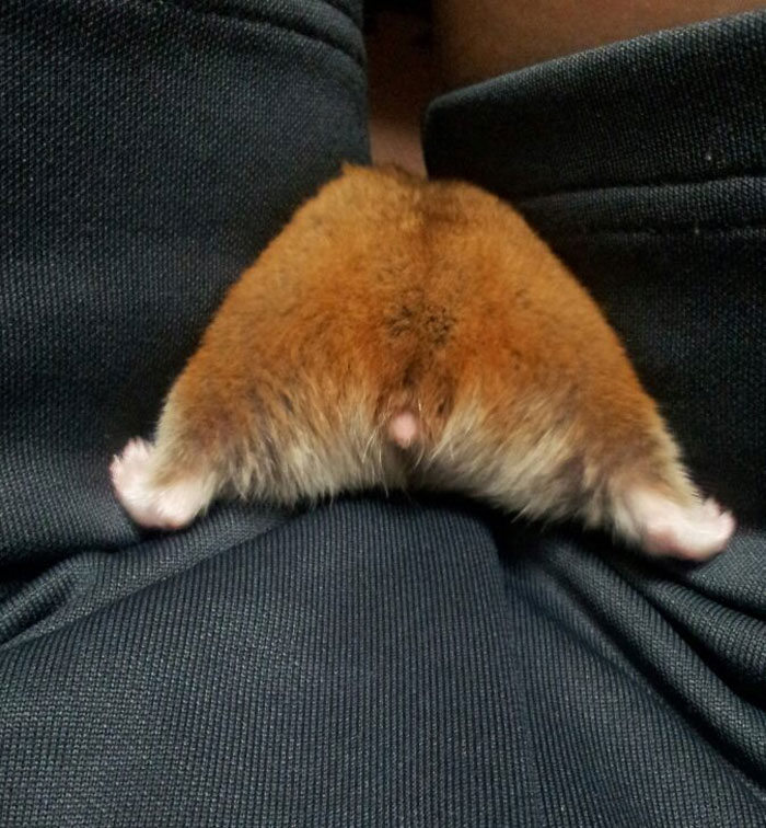 Cute-Hamster-Butts Cute-Hamster-Butts