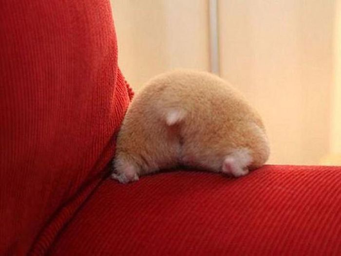 Cute-Hamster-Butts Cute-Hamster-Butts
