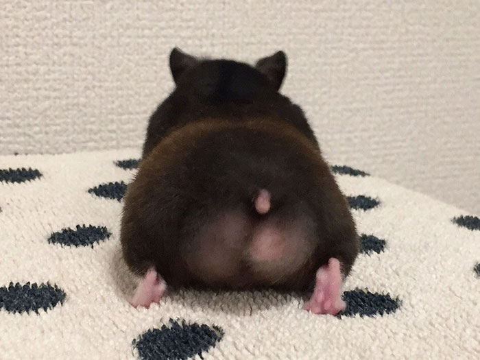 Cute-Hamster-Butts Cute-Hamster-Butts