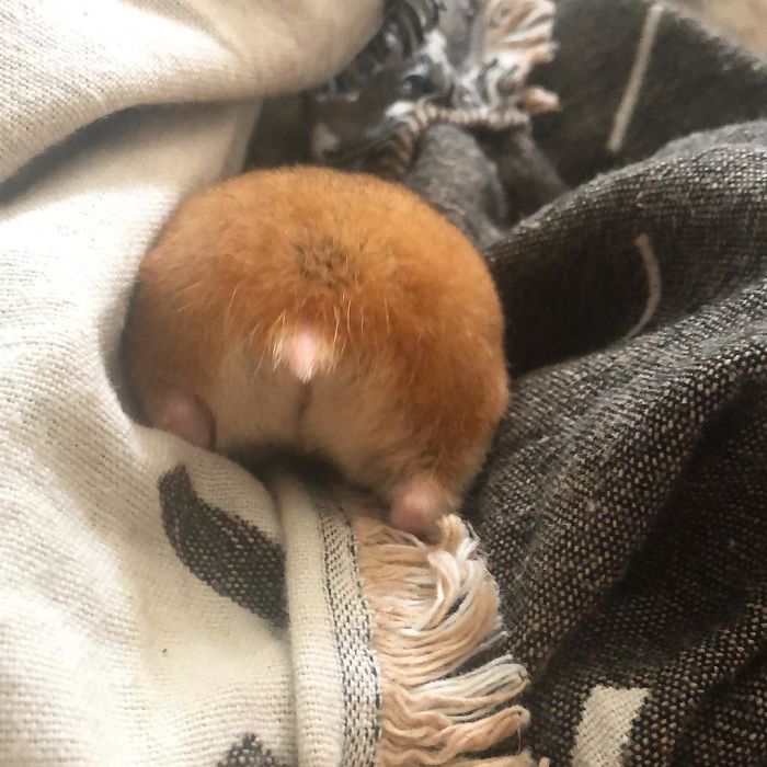 Cute-Hamster-Butts Cute-Hamster-Butts