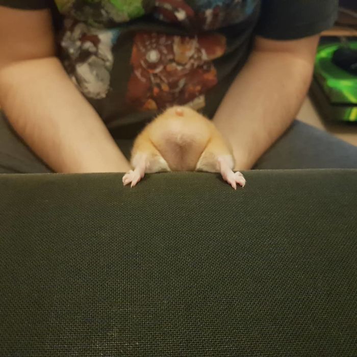 Cute-Hamster-Butts Cute-Hamster-Butts