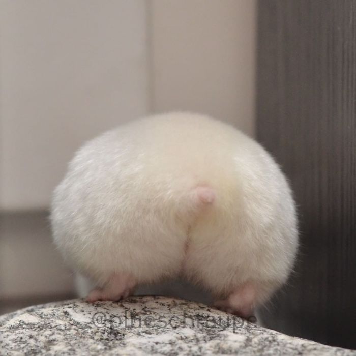Cute-Hamster-Butts Cute-Hamster-Butts
