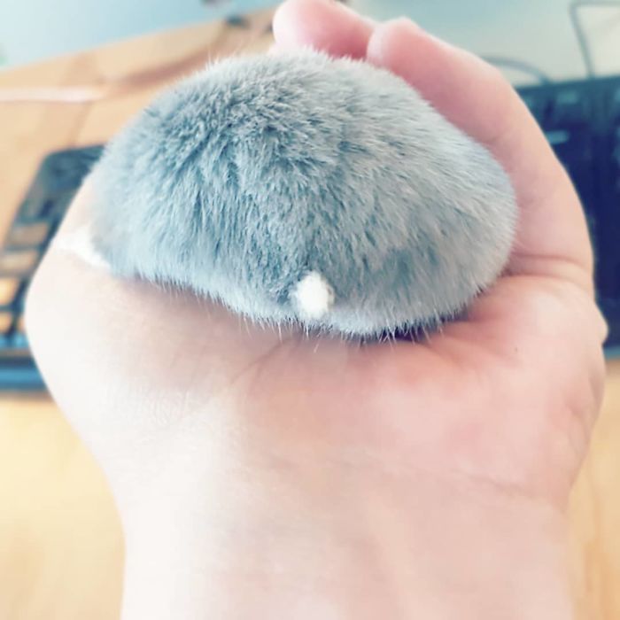 Cute-Hamster-Butts Cute-Hamster-Butts