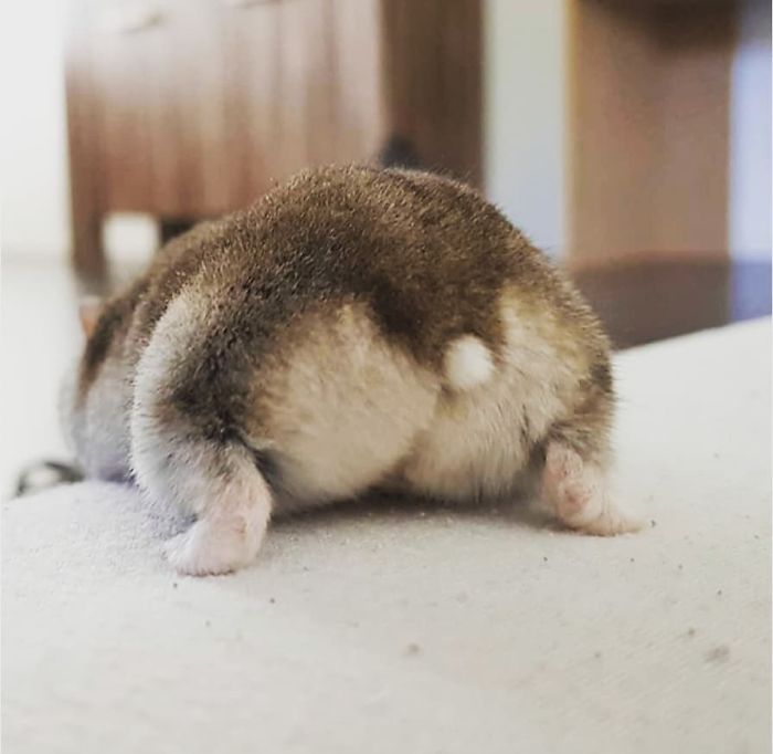 Cute-Hamster-Butts Cute-Hamster-Butts