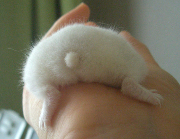 Cute-Hamster-Butts Cute-Hamster-Butts