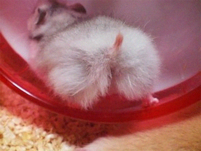 Cute-Hamster-Butts Cute-Hamster-Butts