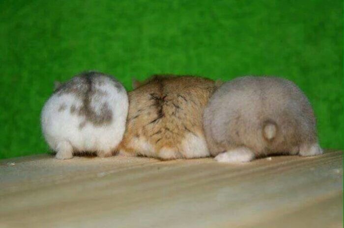 Cute-Hamster-Butts Cute-Hamster-Butts