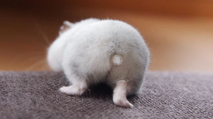 Cute-Hamster-Butts Cute-Hamster-Butts