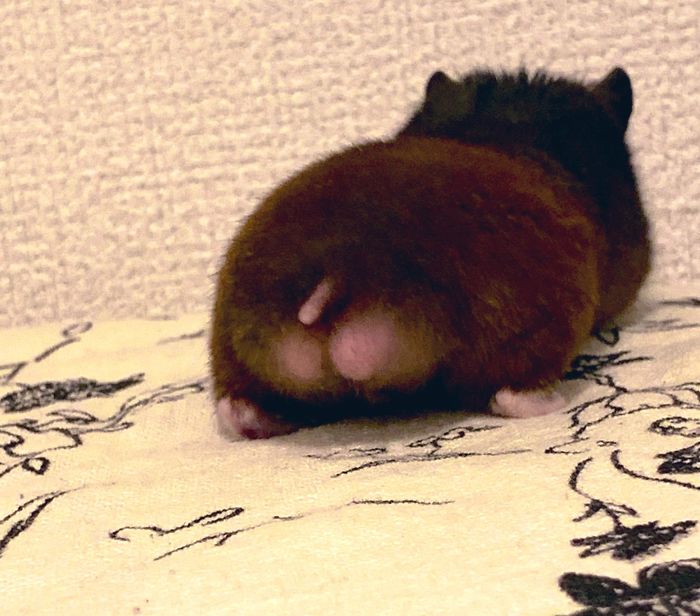 Cute-Hamster-Butts Cute-Hamster-Butts