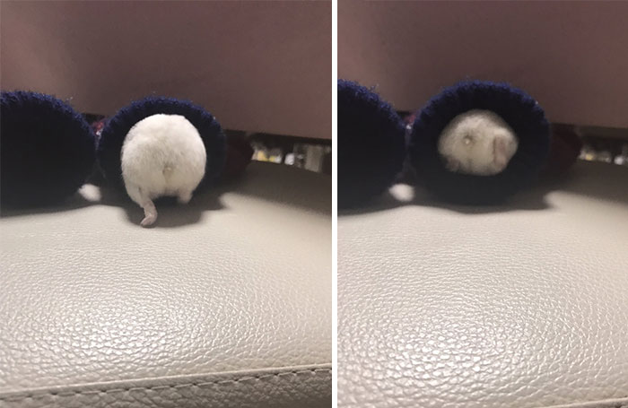 Cute-Hamster-Butts Cute-Hamster-Butts