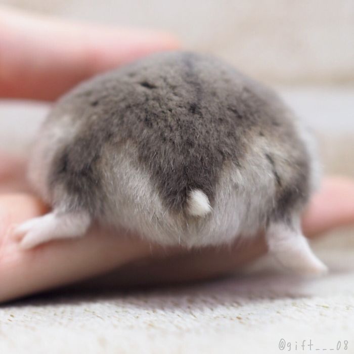 Cute-Hamster-Butts Cute-Hamster-Butts