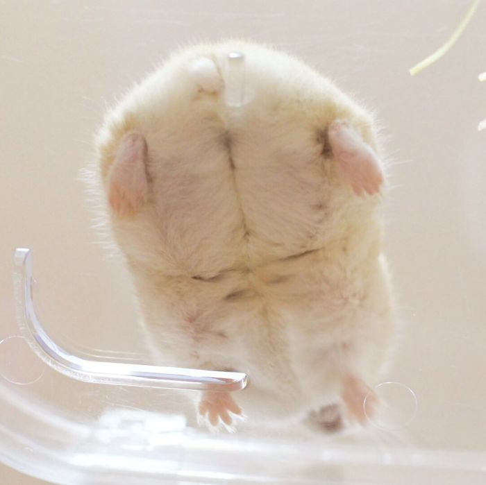 Cute-Hamster-Butts Cute-Hamster-Butts