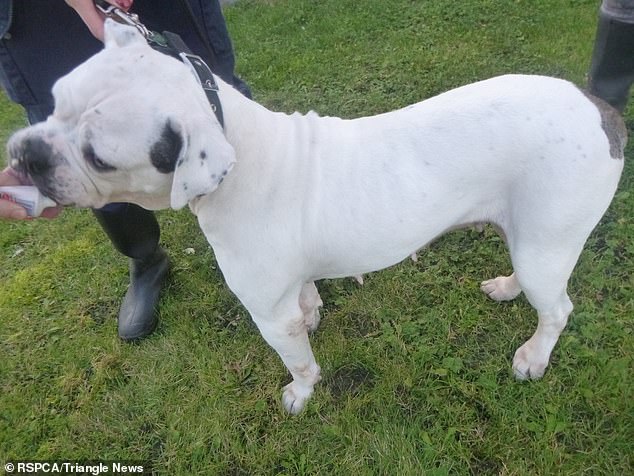 Smiler is recovering well, gaining weight, her skin and coat are improving and she seems to be a much brighter, happier dog