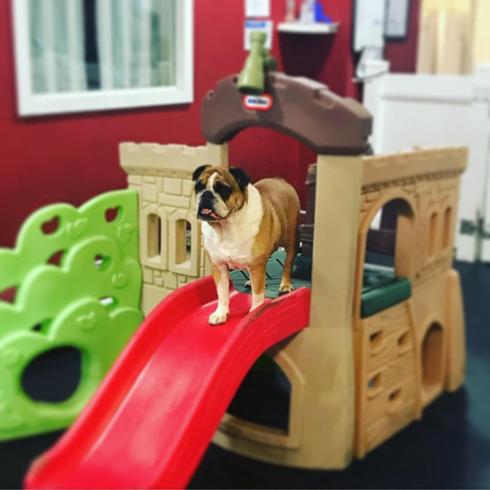 New York’s Luxury Hotel For Dogs Where Rich Dogs Get Chef-Prepared