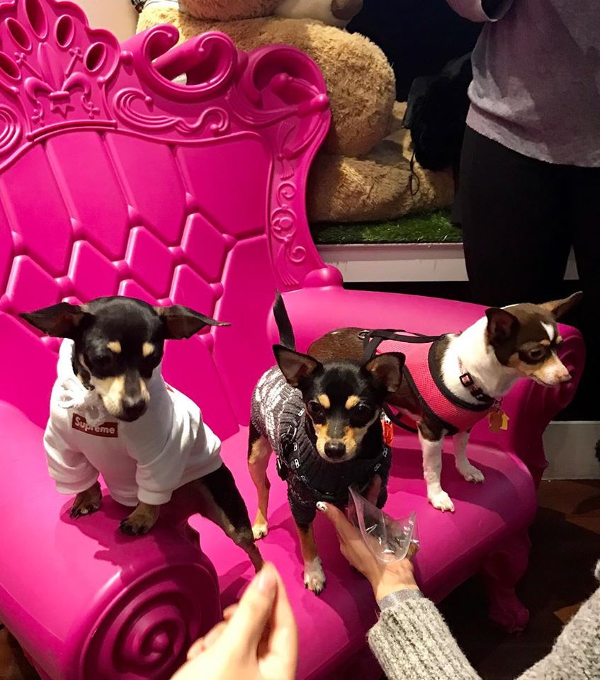 New York’s Luxury Hotel For Dogs Where Rich Dogs Get Chef-Prepared