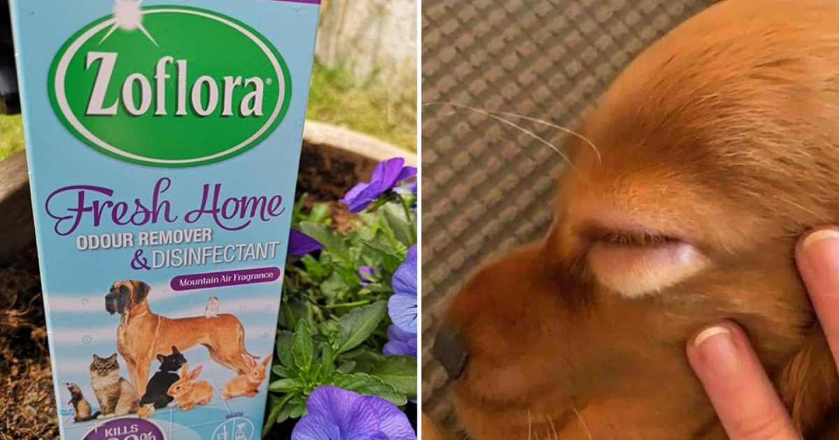 A Dog Owner is Spreading a Message That Zoflora Can Be Poisonous to