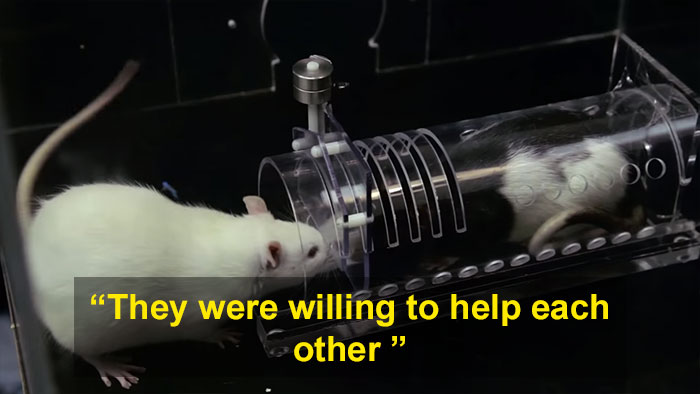 rats population experiment