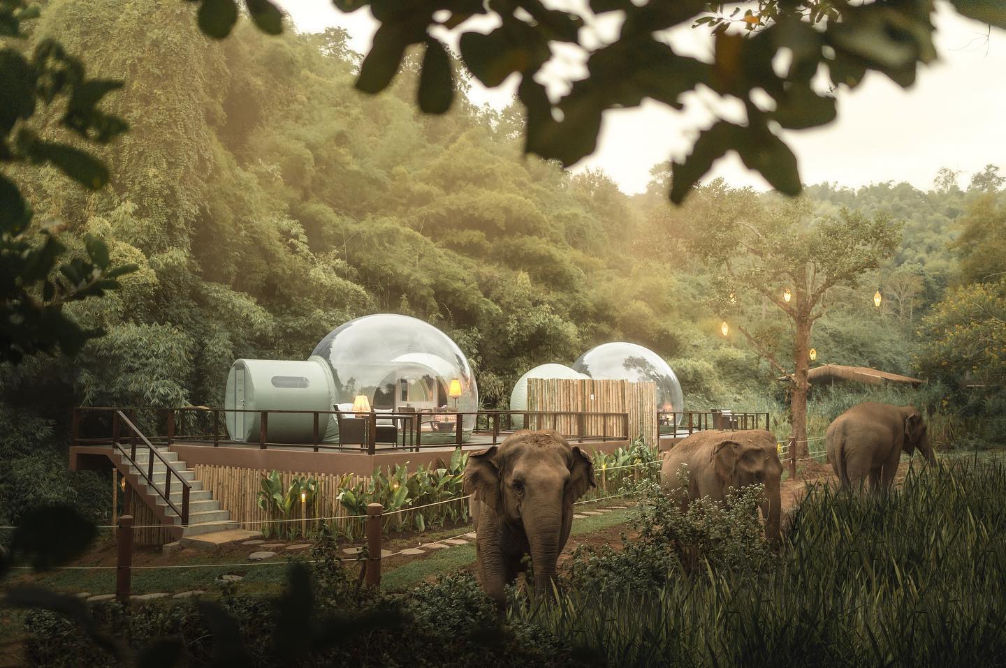 Jungle Resort Where You Can Sleep In Transparent Domes Surrounded By