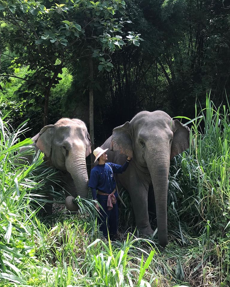 En Thaïlande, vous pouvez dormir entouré d'éléphants dans la jungle