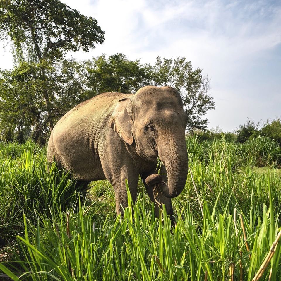 En Thaïlande, vous pouvez dormir entouré d'éléphants dans la jungle