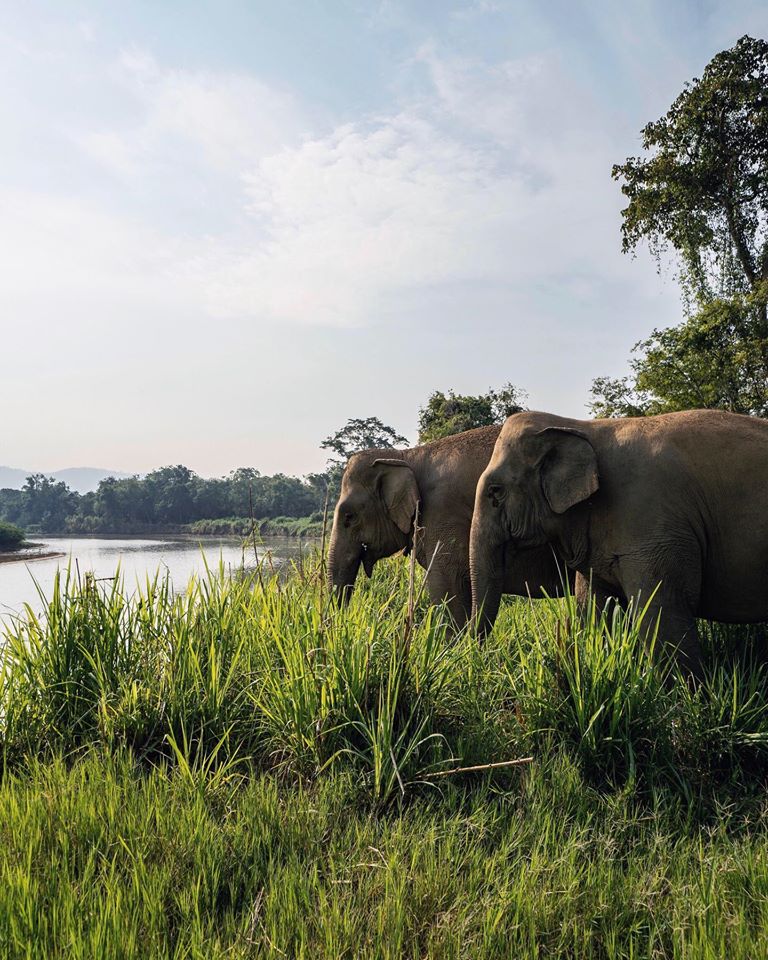 En Thaïlande, vous pouvez dormir entouré d'éléphants dans la jungle