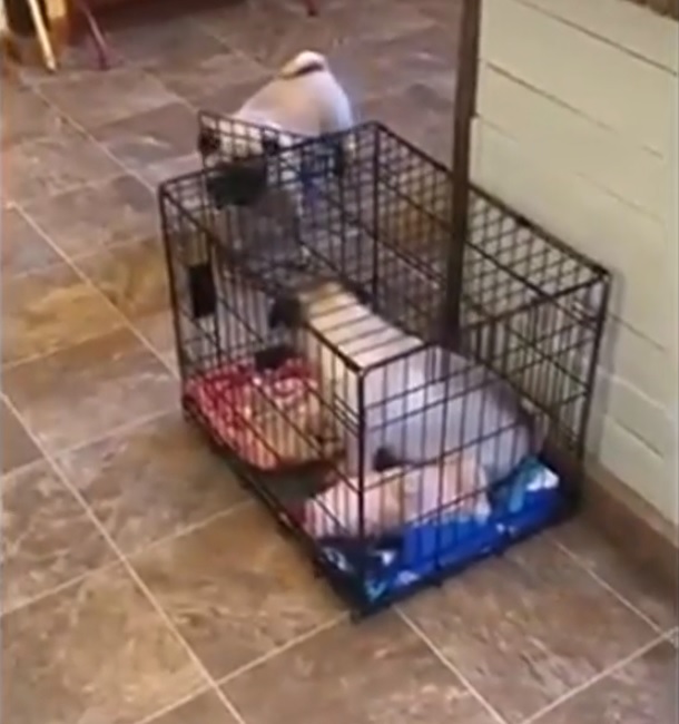 Clever Pug Found A Way To Lock His Dog Sister In His Cage - Small Joys