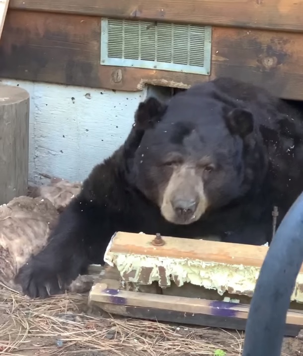 Family Surprised After Discovering A Giant Bear Living Under Their ...