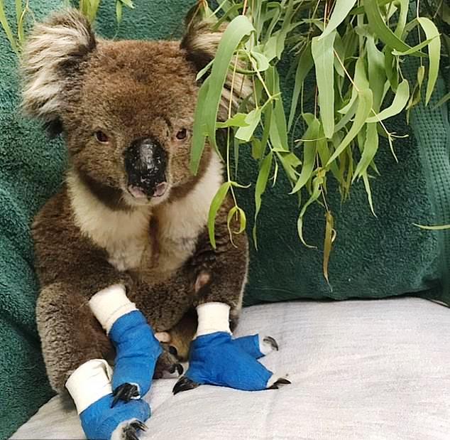 Billy The Koala Who Won Millions Of Hearts Around The World Just Passed ...