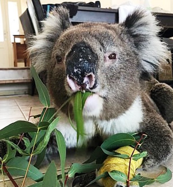 Billy The Koala Who Won Millions Of Hearts Around The World Just Passed ...