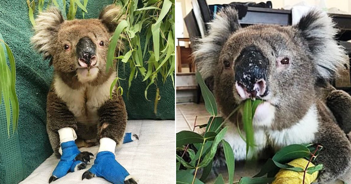 Billy The Koala Who Won Millions Of Hearts Around The World Just Passed ...