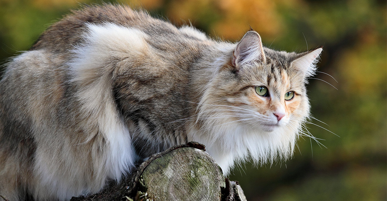 Le chat des forêts norvégiennes: un animal aimé depuis l’époque des