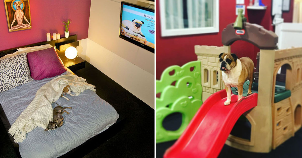New York’s Luxury Hotel For Dogs Where Rich Dogs Get ChefPrepared