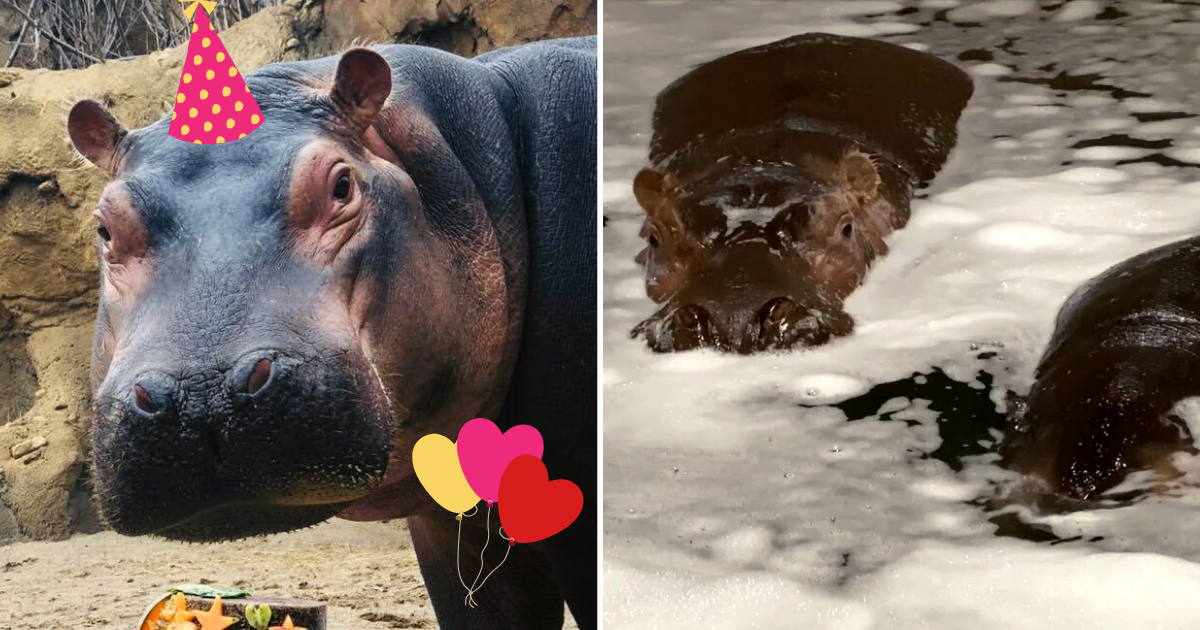 fiona the hippo plush