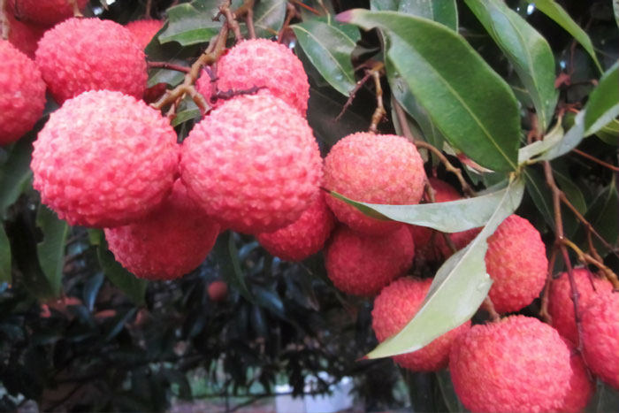 Farmer Has Successfully Developed The First Ever Seedless Lychees In