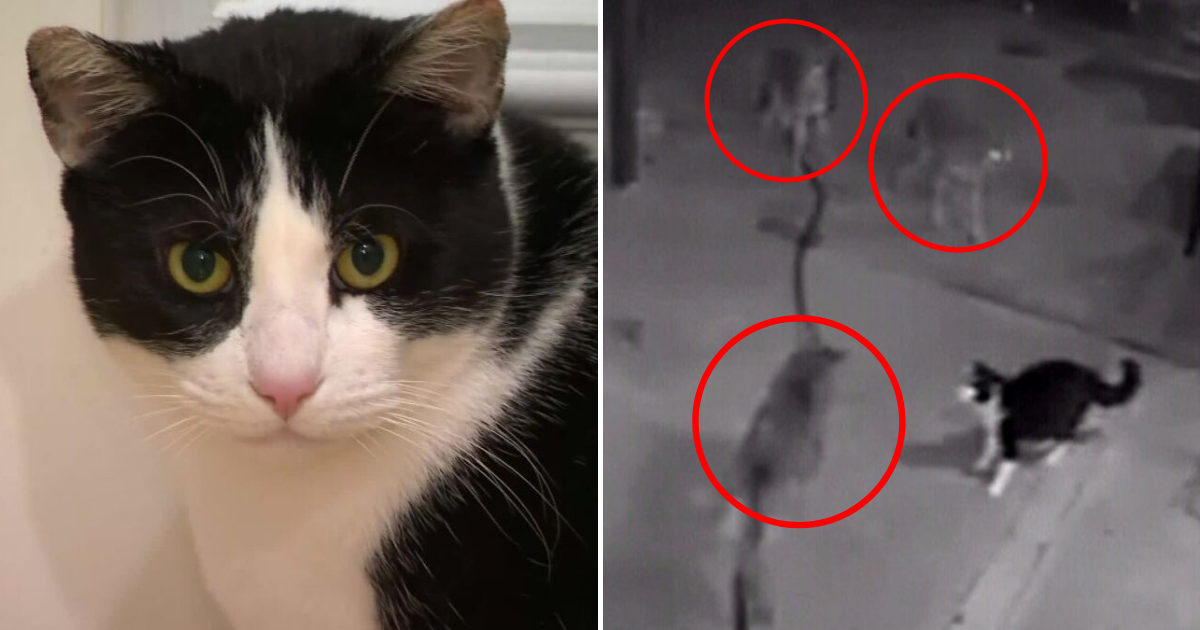 Brave Cat Fought Against Three Coyotes To Prevent Them From Getting