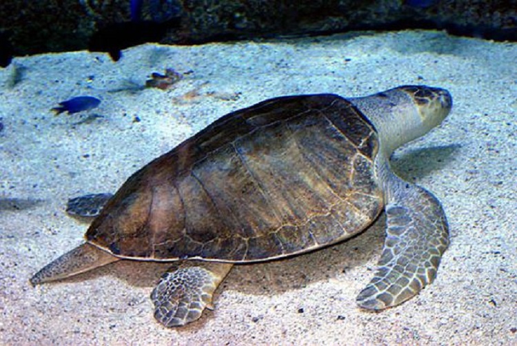 goody-the-sea-turtle-got-to-swim-again-with-prosthetic-flipper-small-joys